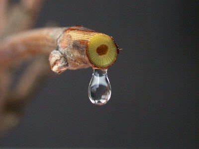 植物缺水|植物对水孜孜不倦的追求